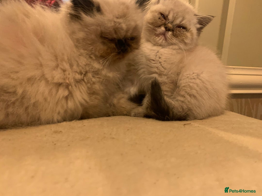 Persian cats for sale: Persian cross exotic  - Image 7