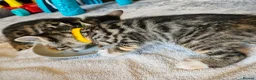 Bengal cats for sale: Begal cross kittens  - Advert 5