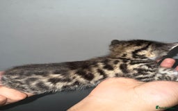 Bengal cats for sale: Bengal x Turkish Angora Kittens - Image 3