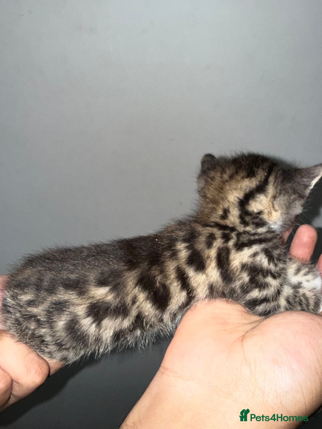 Bengal cats for sale: Bengal x Turkish Angora Kittens - Image 3
