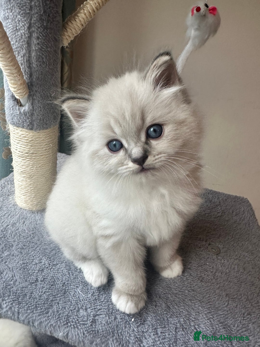 Neva Masquerade cats for sale: Gorgeous Neva Masquerade/British Blue Kittens  - Advert 20