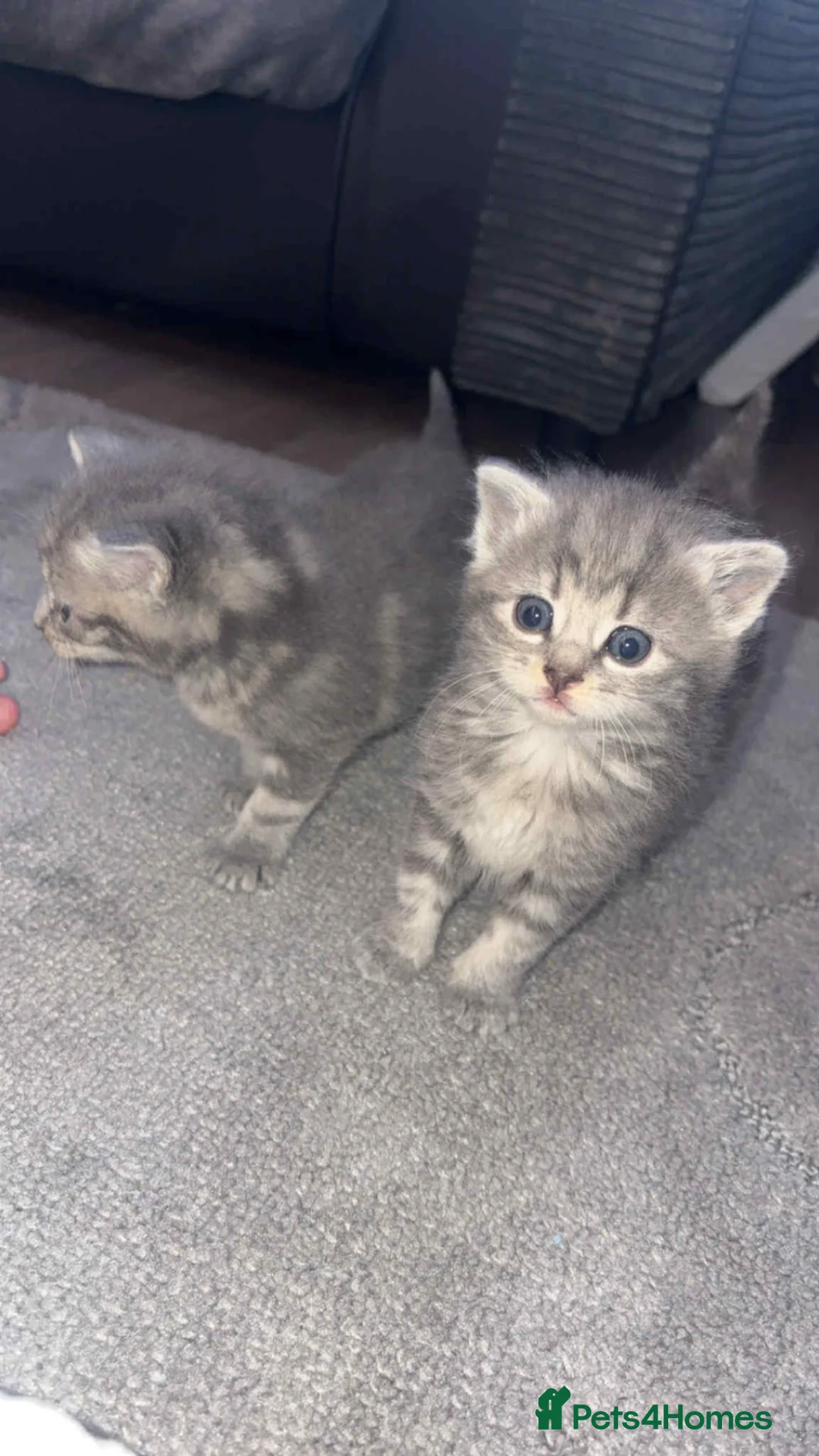 British Shorthair cats for sale: 3 British shorthair kittens  - Advert 2