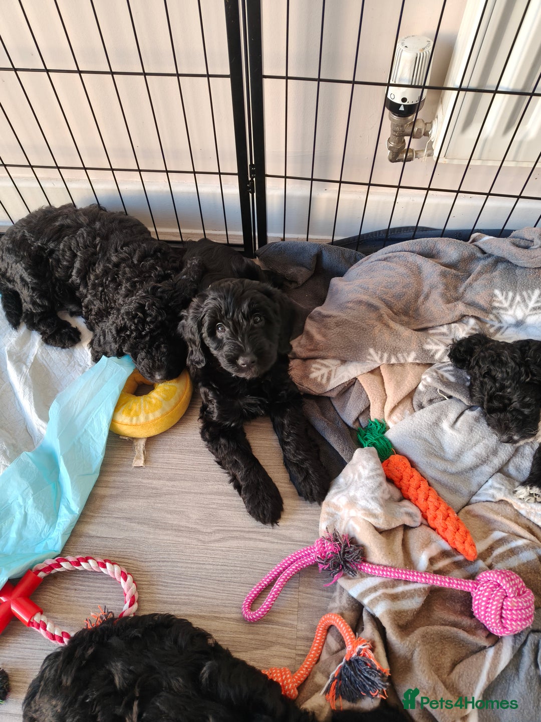 Cockapoo dogs for sale: F1b Cockapoo Puppies Last 3 Available – Ready Now. - Advert 20