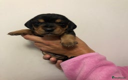 Mixed Breed dogs for sale: Jackapoo cross dachshund puppy’s  - Advert 5