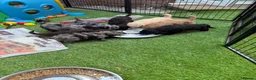 Labradoodle dogs for sale: Our Therapy Dog has had a litter of Labradoodles  - Advert 6