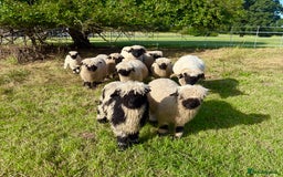 Sheep livestock for sale: Stunning pedigree Valais Blacknose Lambs - Image 5