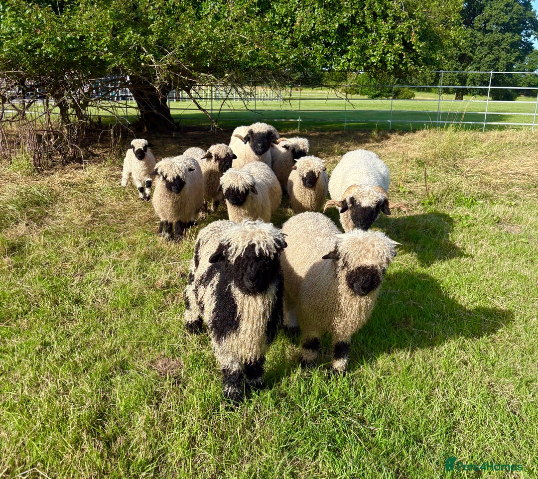 Sheep livestock for sale: Stunning pedigree Valais Blacknose Lambs - Image 5