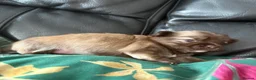 Chihuahua dogs for sale: Stunning Long Haired Chihuahua Puppies - Advert 31