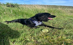 Sprocker dogs for sale: 9 month old Sprocker - Charlie - Image 7