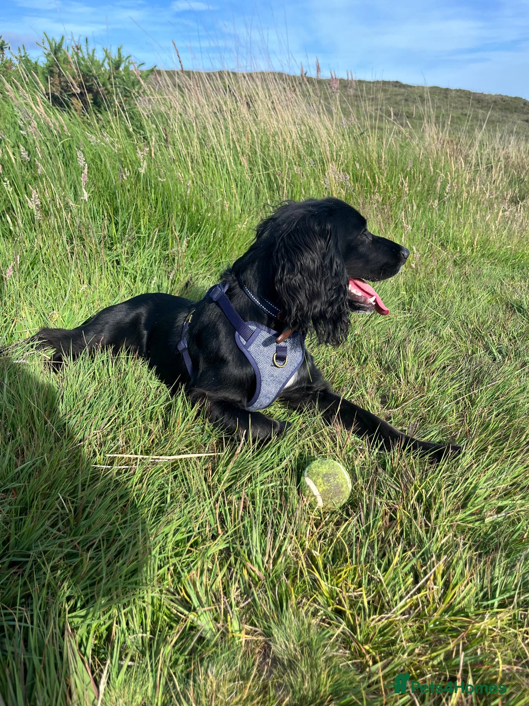 Sprocker dogs for sale: 9 month old Sprocker - Charlie - Image 7