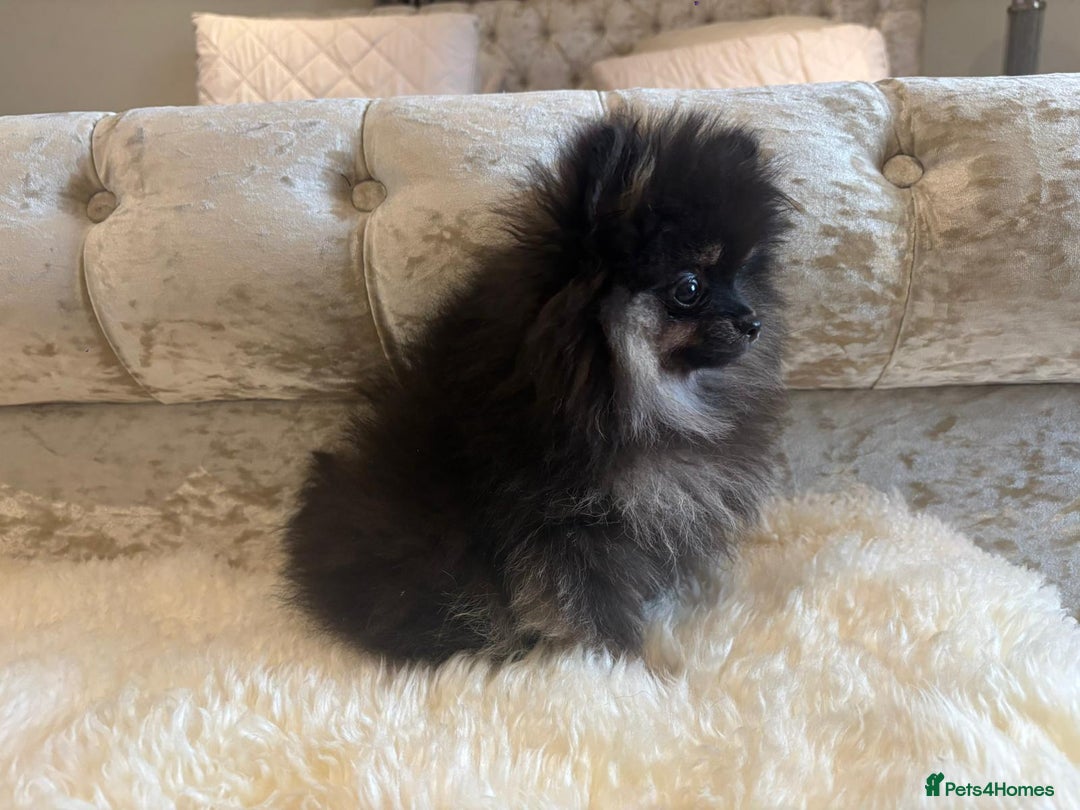 Pomeranian dogs for sale: Kc teddy bear pom babies  - Image 17