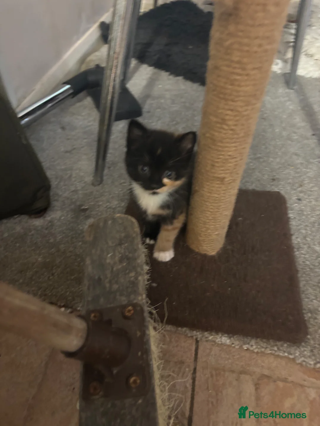 Mixed Breed cats for sale: Adorable mixed kittens for sale in Ashford - Advert 9