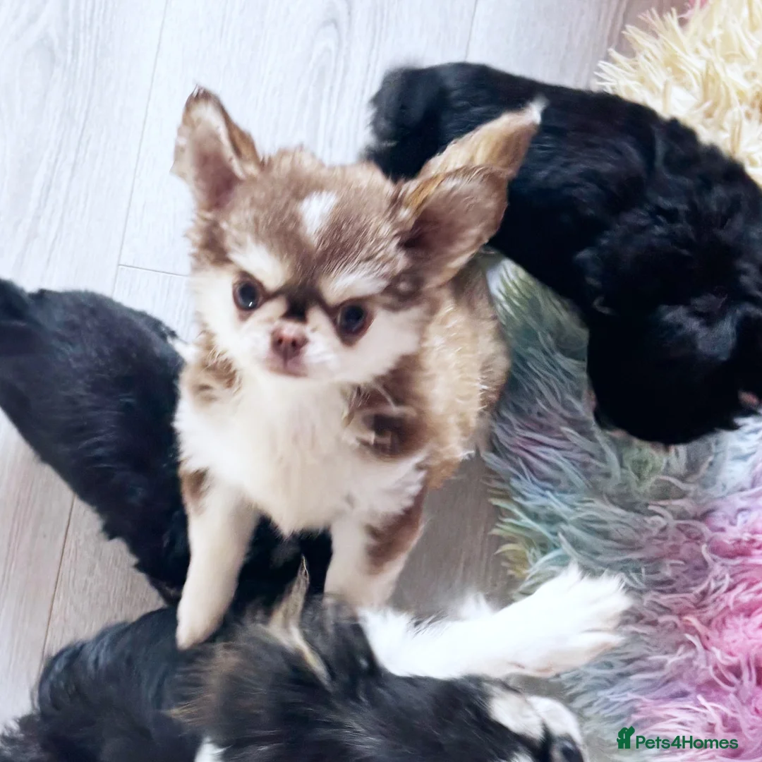 Chihuahua dogs for sale: STUNNING KC GIRL FROM HEALTH TESTED PARENTS  - Advert 2