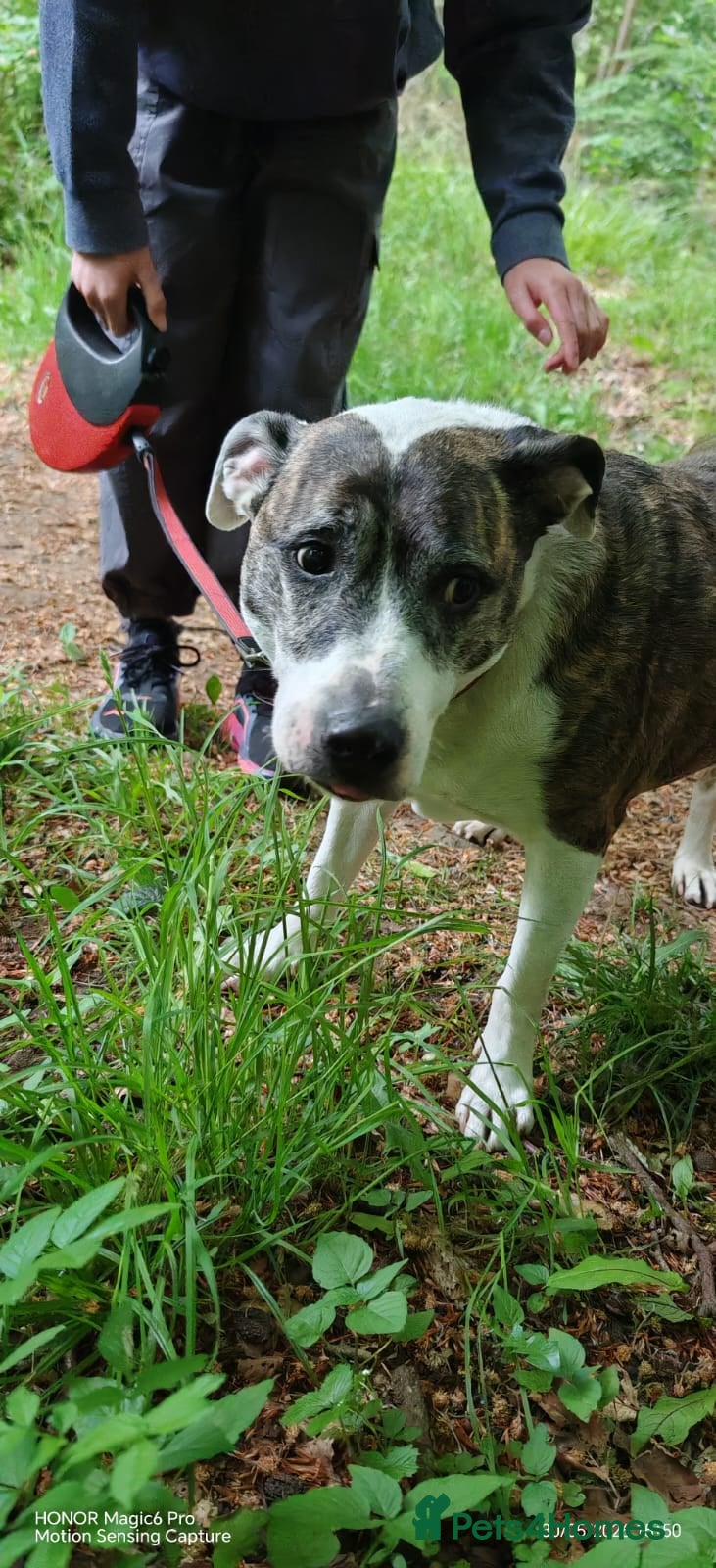 Mixed Breed dogs Dog needing rehomed - Advert 1
