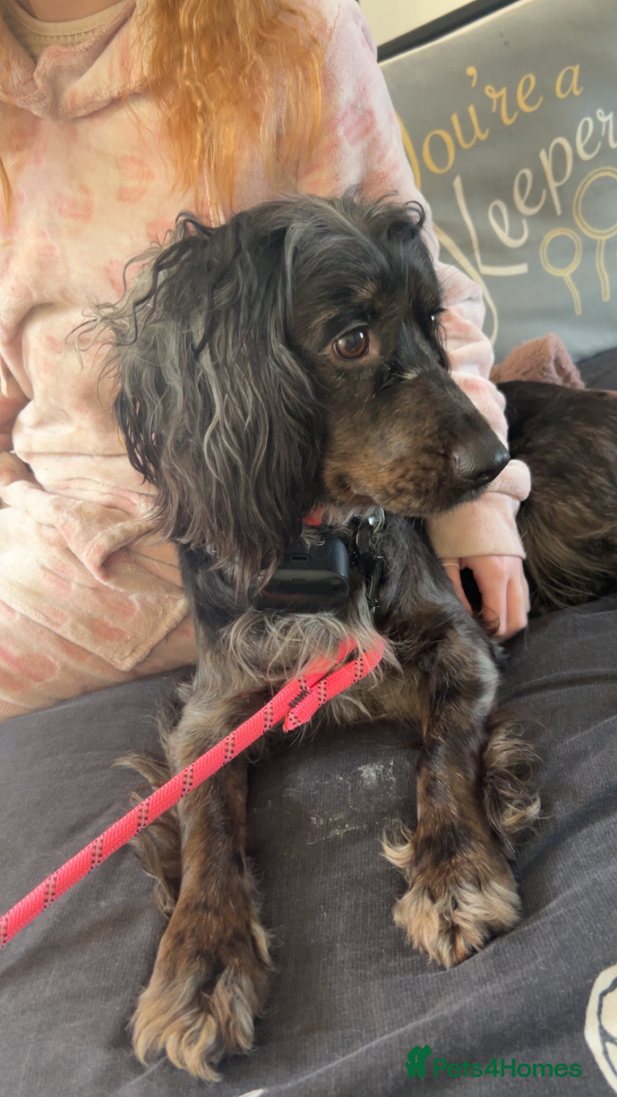 Cocker Spaniel dogs 2 year old female cocker spaniel  - Advert 14