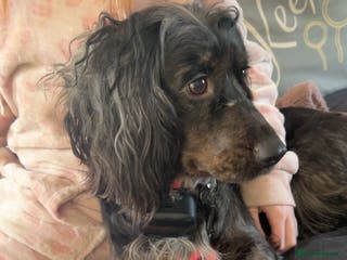 Cocker Spaniel dogs 2 year old female cocker spaniel - Advert 13