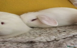Mixed Breed rabbits for sale: Pair of indoor bunnies in need of a loving home - Image 2
