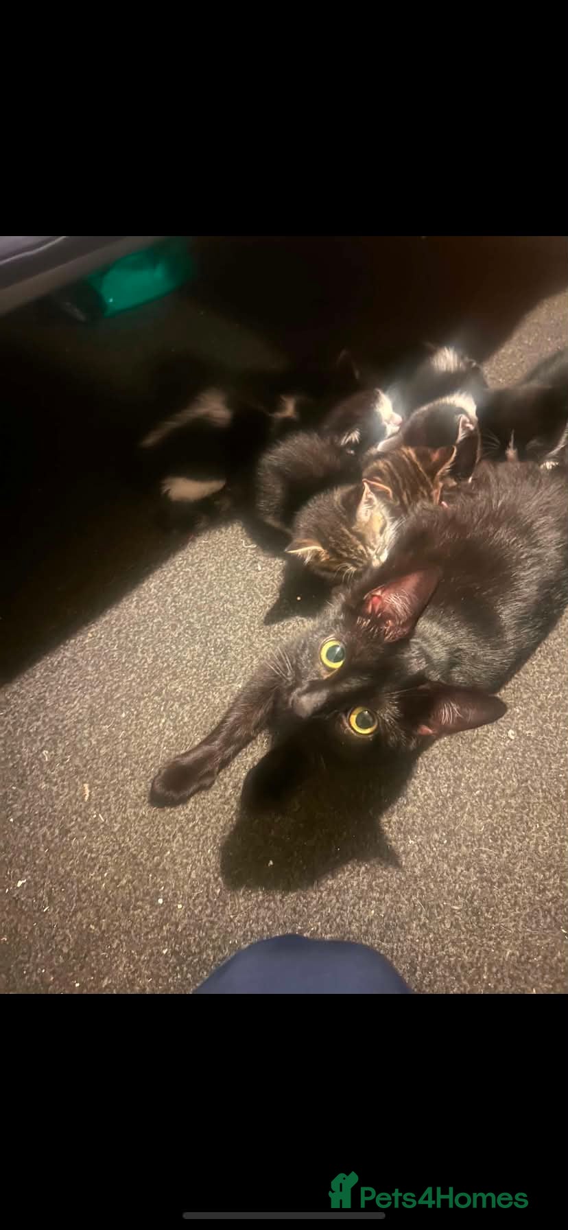 Mixed Breed cats Kittens  - Advert 5