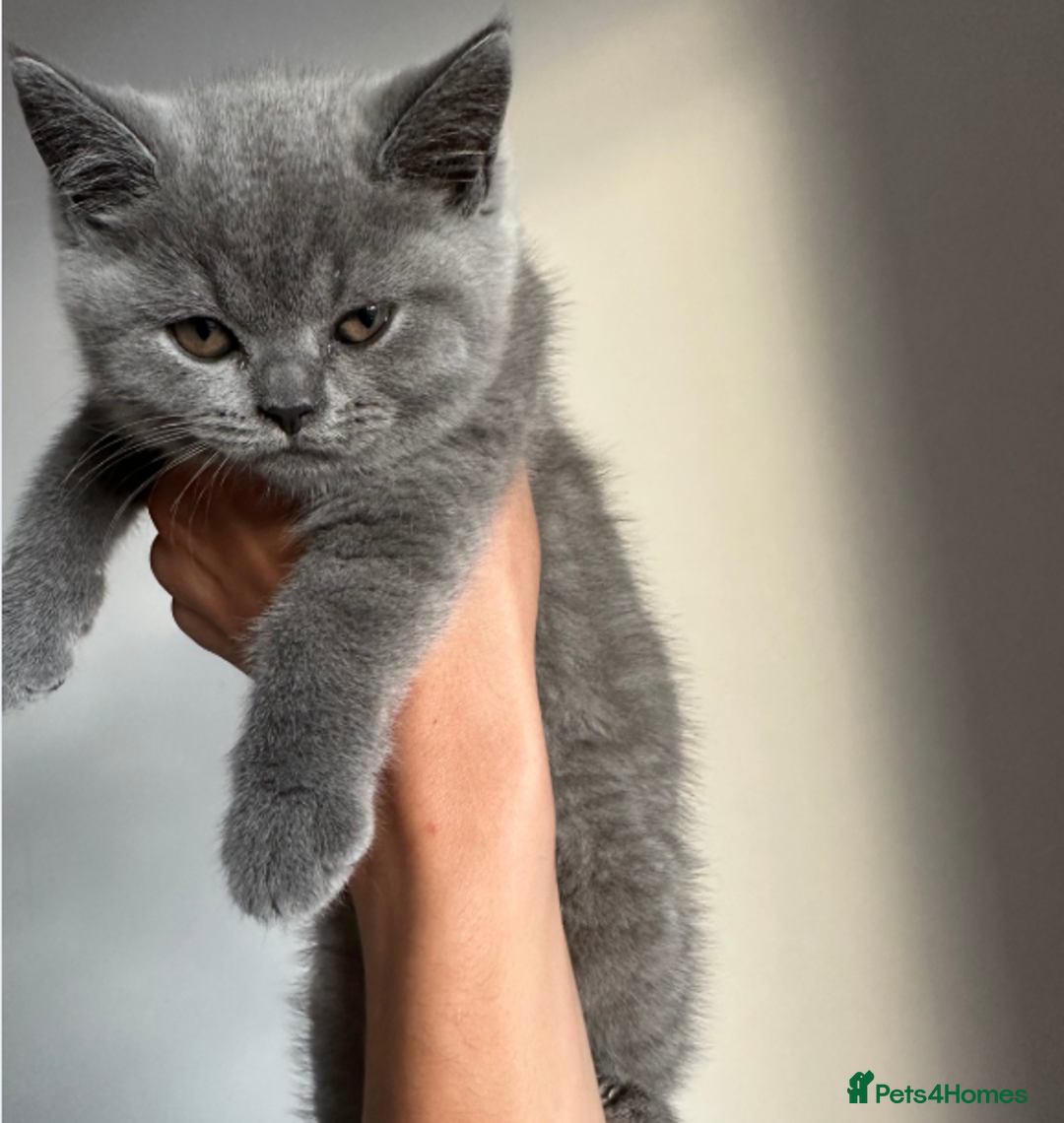 British Shorthair cats for sale: X5 British Shorthair Kittens – GCCF Registered - Advert 7
