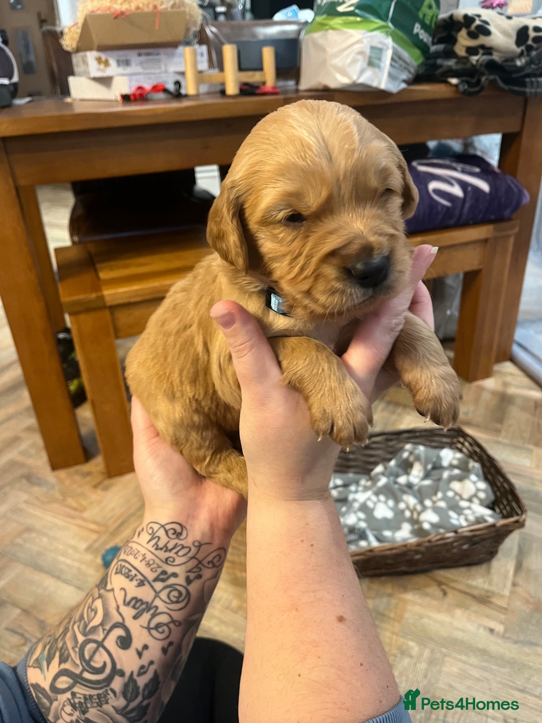 Golden Retriever dogs for sale: Gorgeous litter of 9 Golden Retrievers  - Image 16