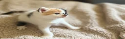 Mixed Breed cats for sale: Cute little kittens  - Advert 10