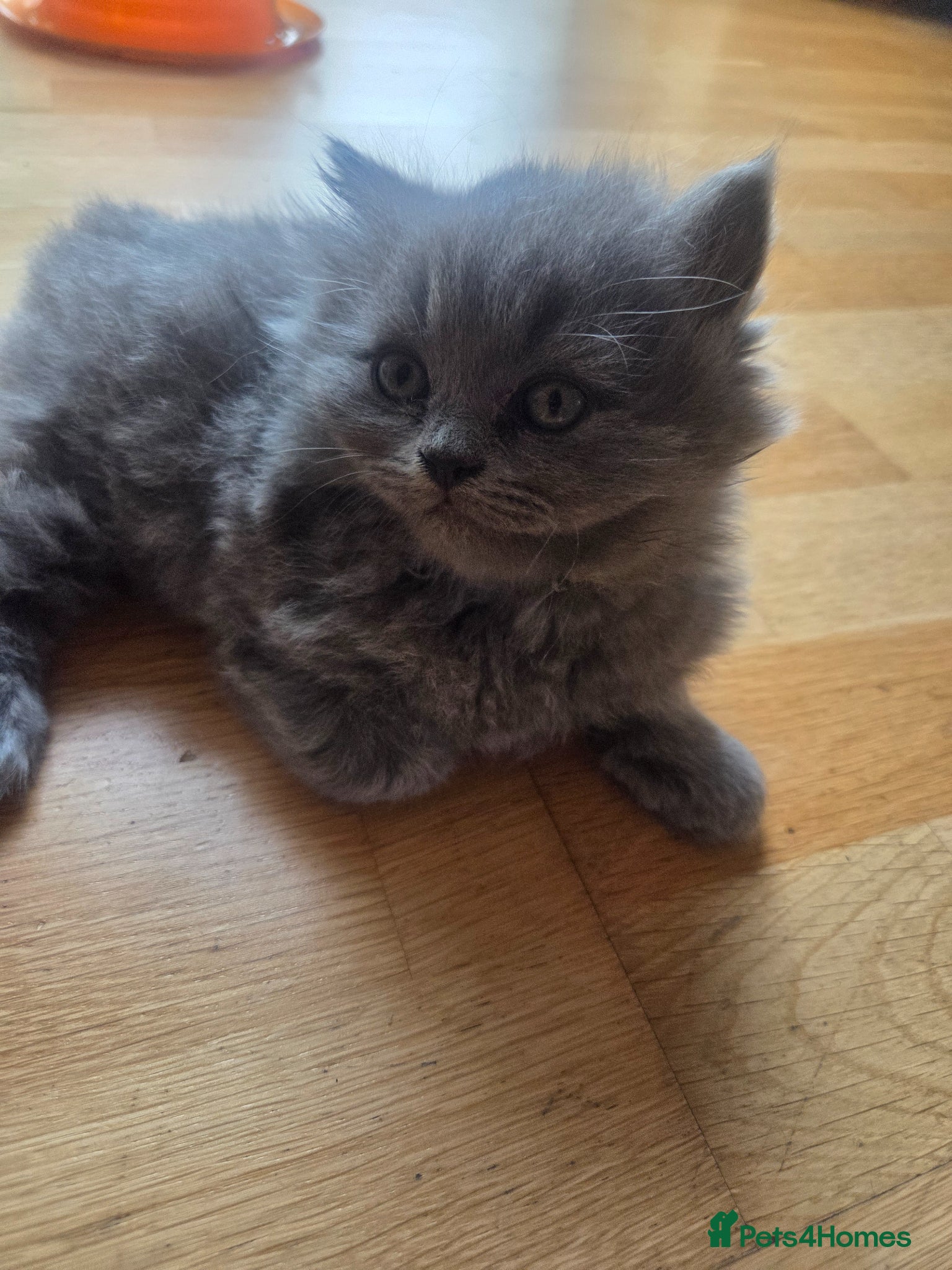 Scottish Fold cats for sale: Scottish kittens blue fold and straight boy, girl in Nottingham - Advert 25
