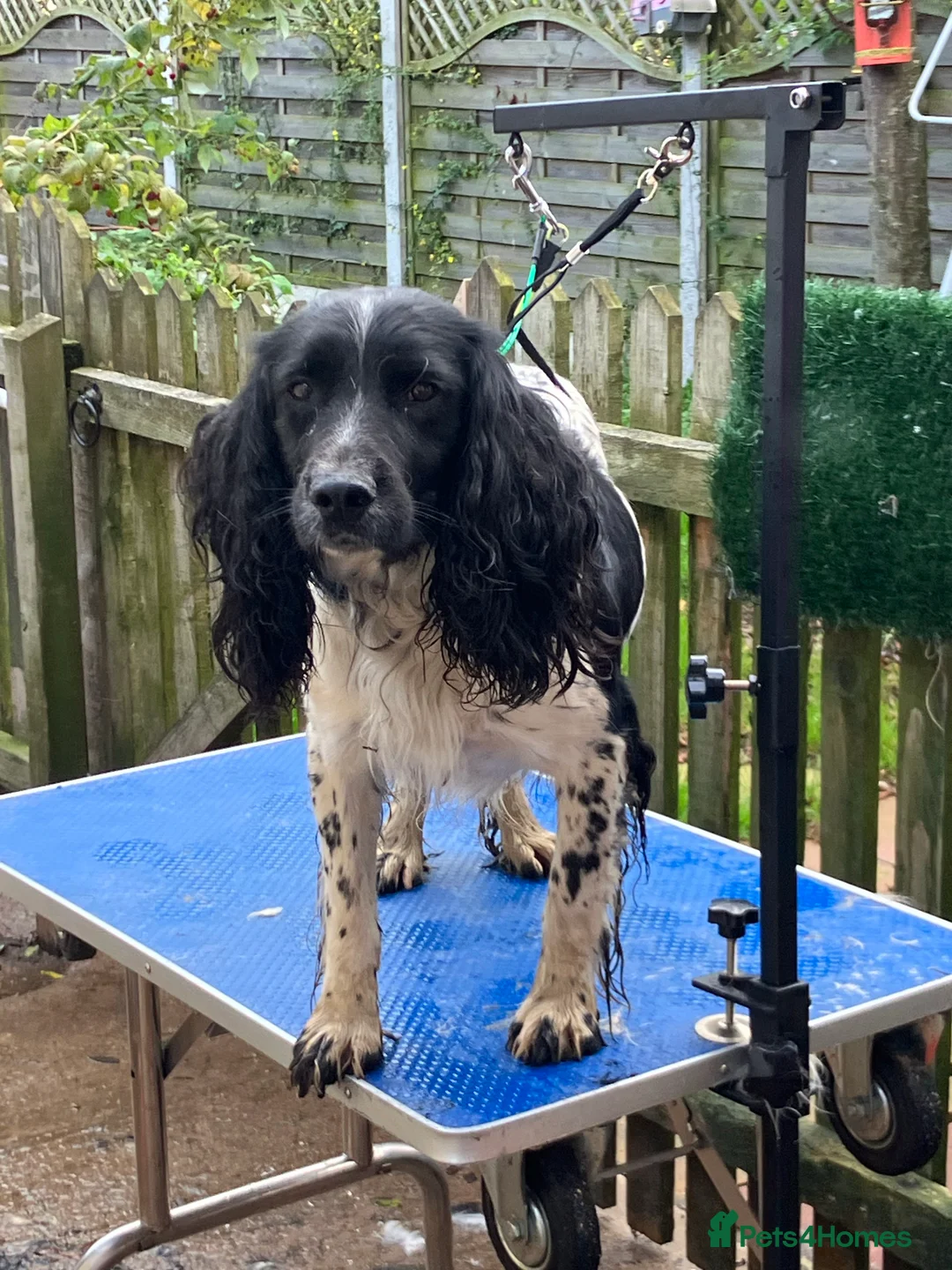 English Springer Spaniel dogs for stud: Beautiful Fully Health tested in Wrexham - Advert 4