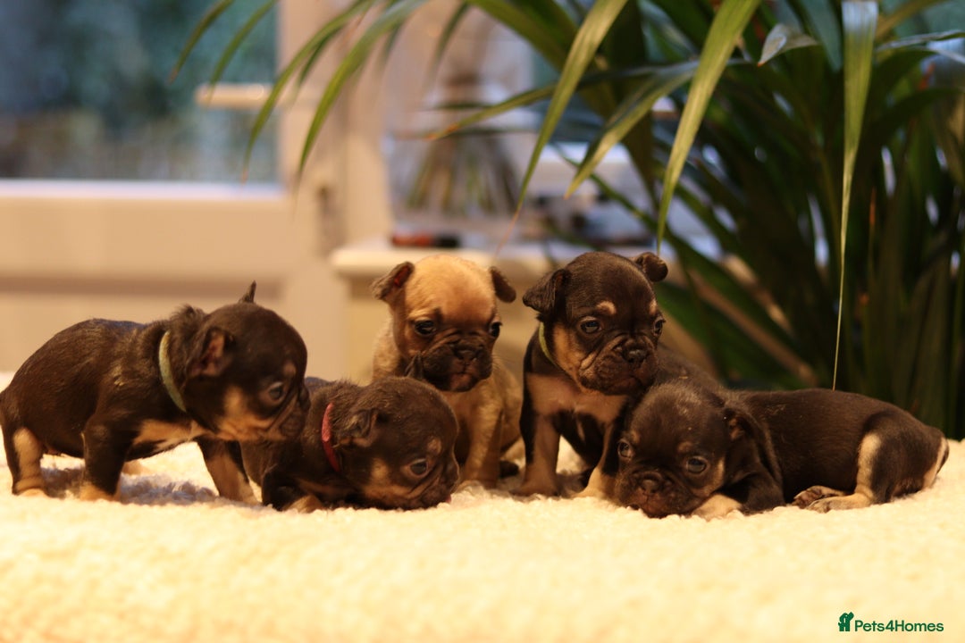 French Bulldog dogs for sale: Beautiful healthy full breed Frenchbulldog puppies - Image 14