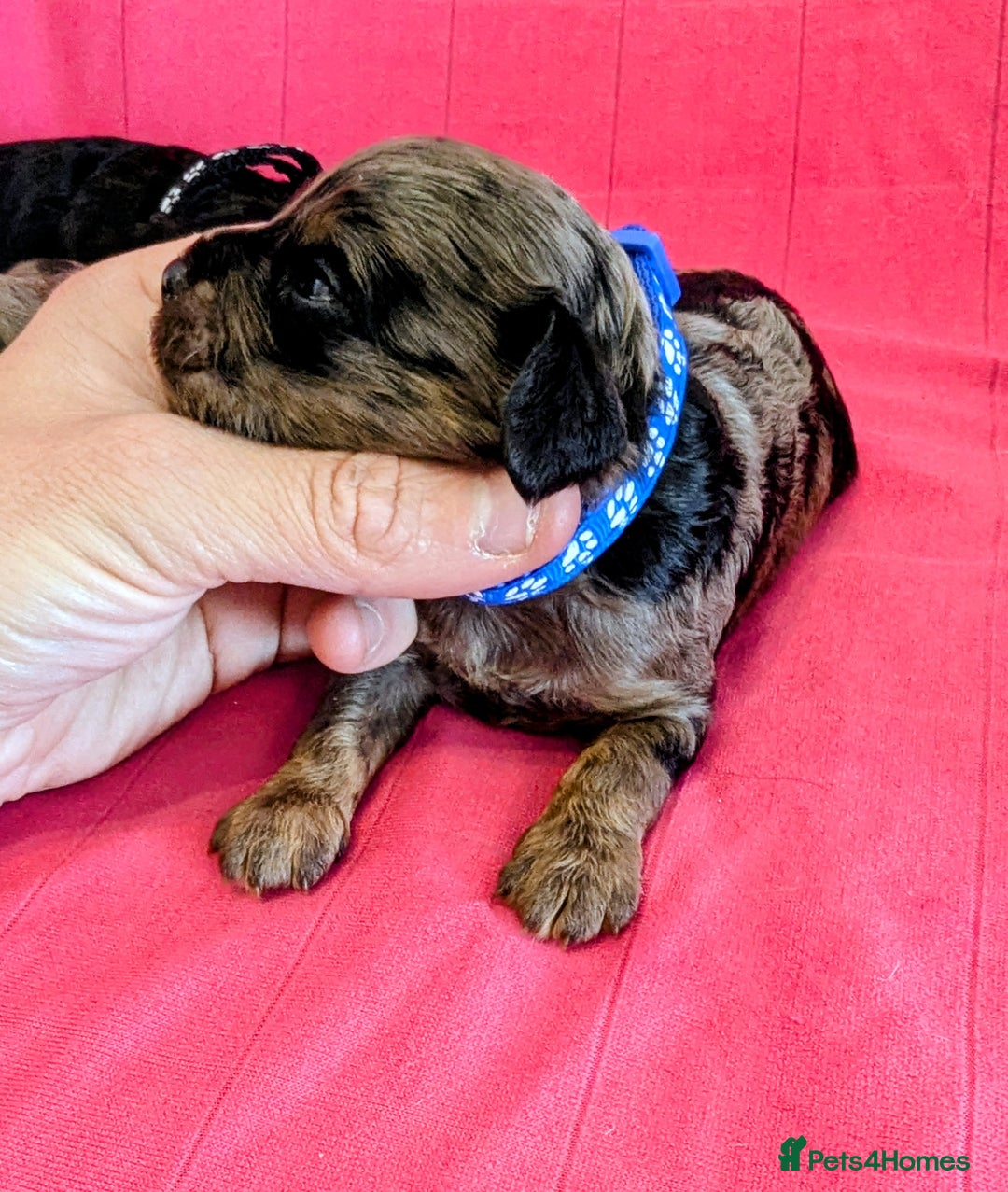Cavapoo dogs for sale: Beautiful Phantom Merle and Phantom Cavapoos - Image 22