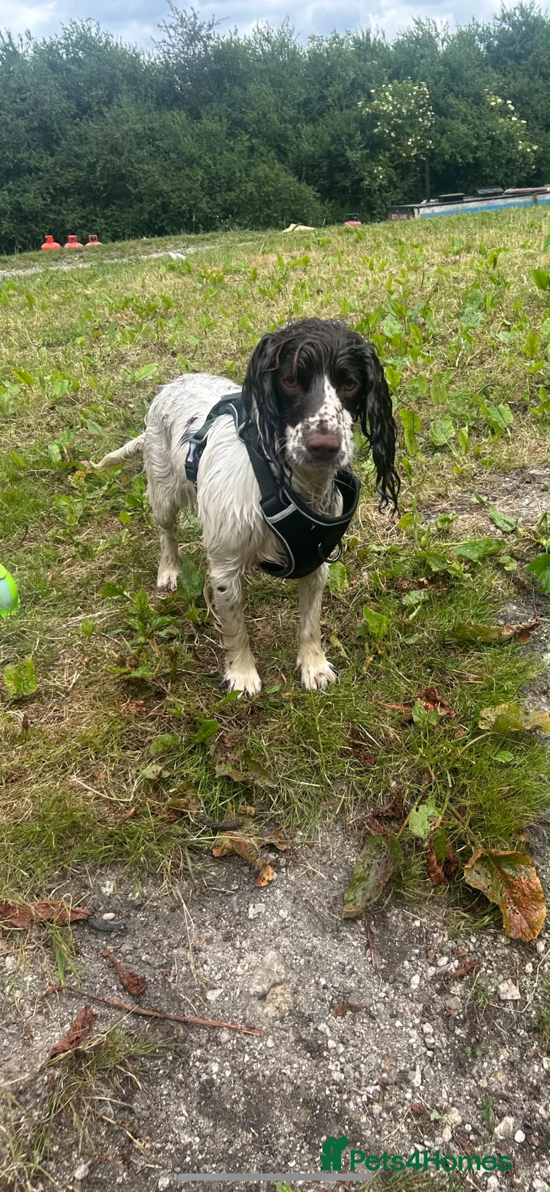 Cocker Spaniel dogs for sale: Phoebe  in Ruislip - Advert 4