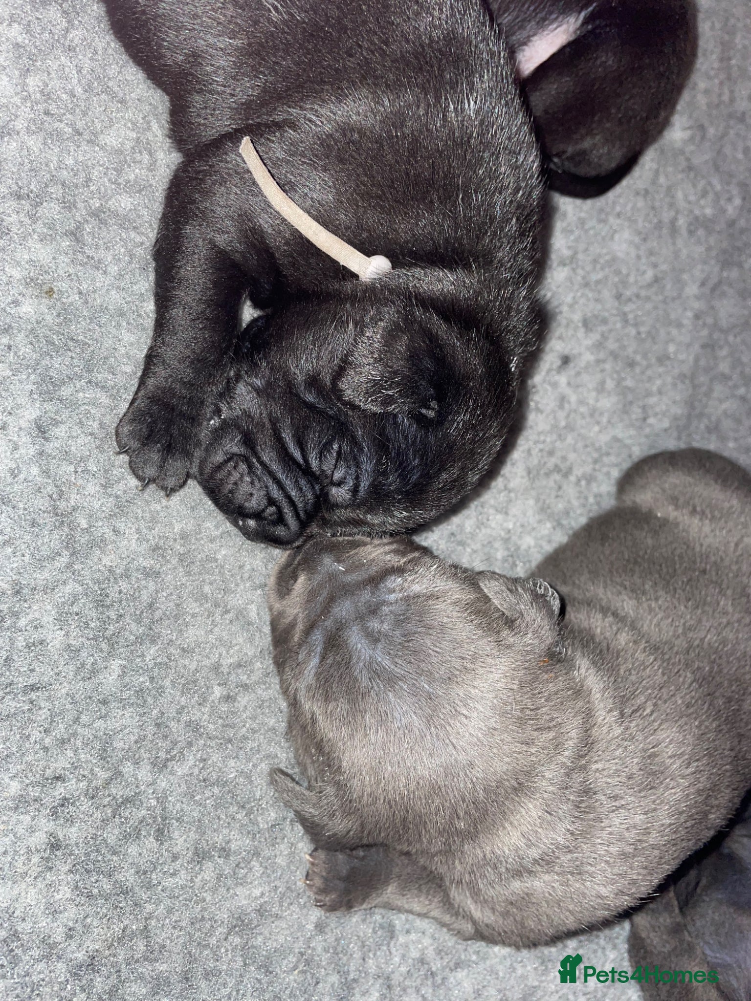 Staffordshire Bull Terrier dogs 10 kc registered staffy puppies - ready 7th of may - Advert 2