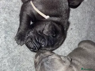 Staffordshire Bull Terrier dogs 10 kc registered staffy puppies - ready 7th of may - Advert 2