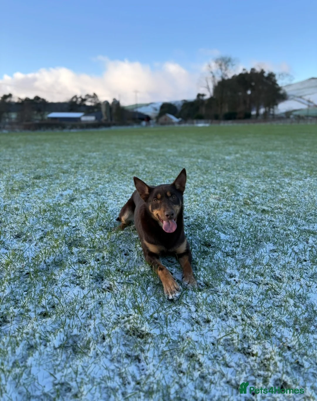 Australian Kelpie dogs for sale: 1 year old Kelpie  - Advert 2