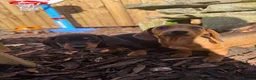 Dachshund dogs for sale: Beautiful dachshund puppies  - Advert 5