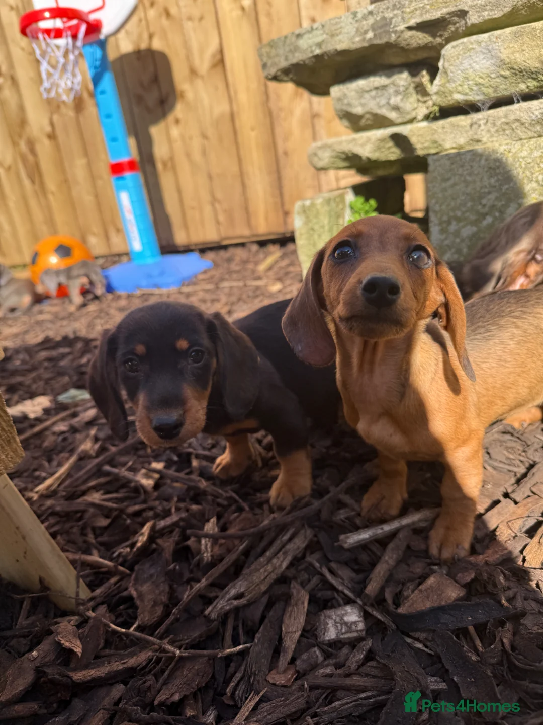Dachshund dogs for sale: Beautiful dachshund puppies  - Advert 5