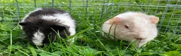 Guinea Pig rodents for sale: Pure bred Teddy boys/boars/males - Advert 1
