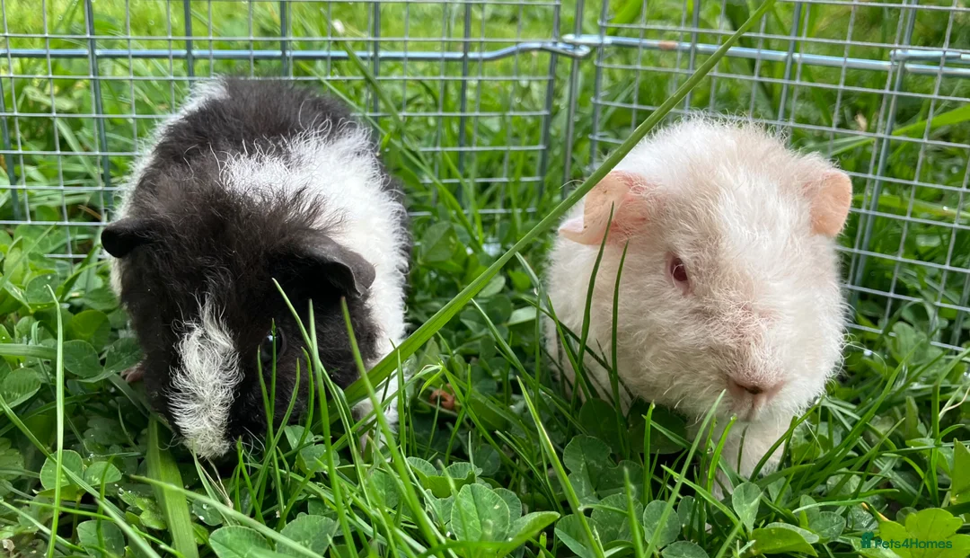 Guinea Pig rodents for sale: Pure bred Teddy boys/boars/males - Advert 1