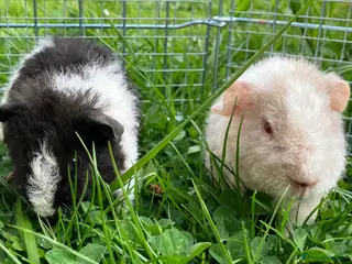 Guinea Pig rodents Pure bred Teddy boys/boars/males - Advert 2