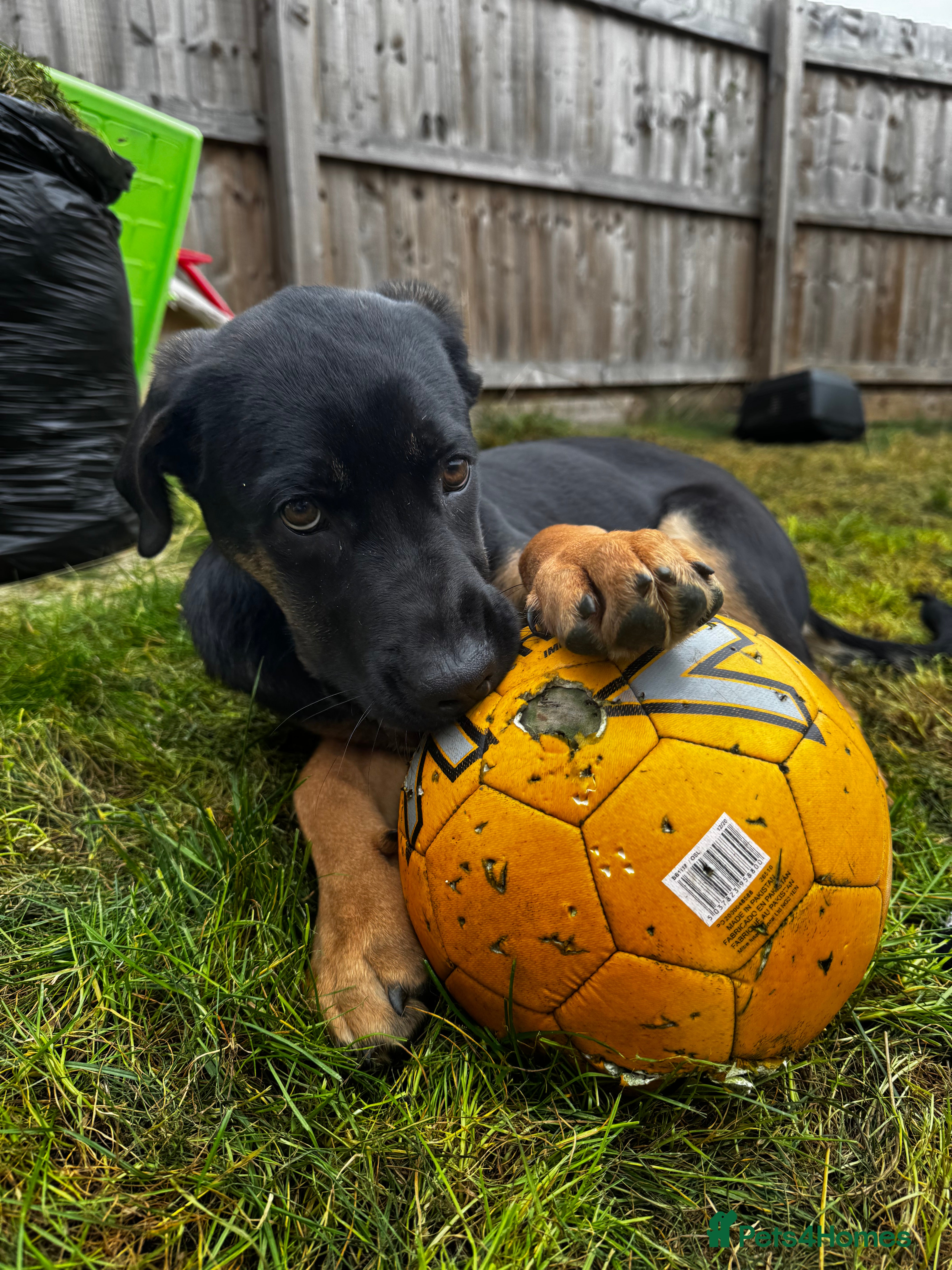 Mixed Breed dogs German shepherd mix  - Advert 17