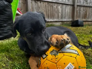 Mixed Breed dogs German shepherd mix - Advert 2