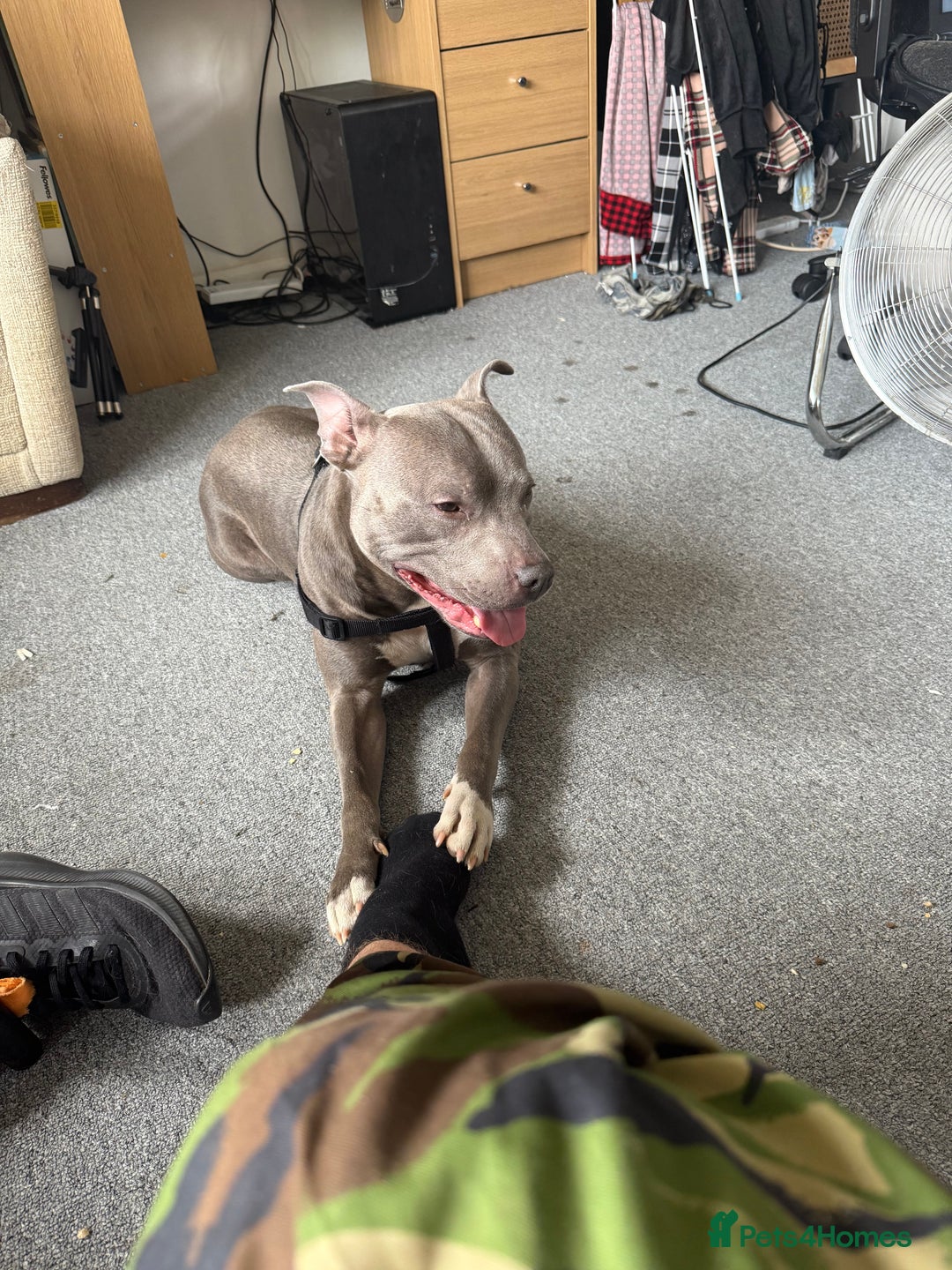 Staffordshire Bull Terrier dogs for sale: Experienced Home For Loki - Image 9