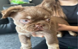 French Bulldog dogs for sale: Chocolate Rojo tan fluffy French bulldog  - Image 1