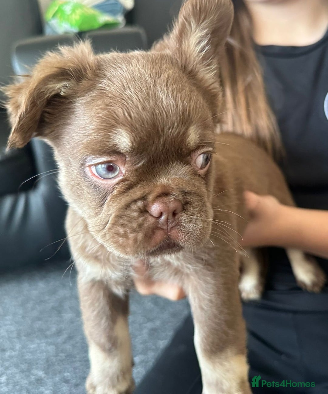 French Bulldog dogs for sale: Chocolate Rojo tan fluffy French bulldog  - Image 1
