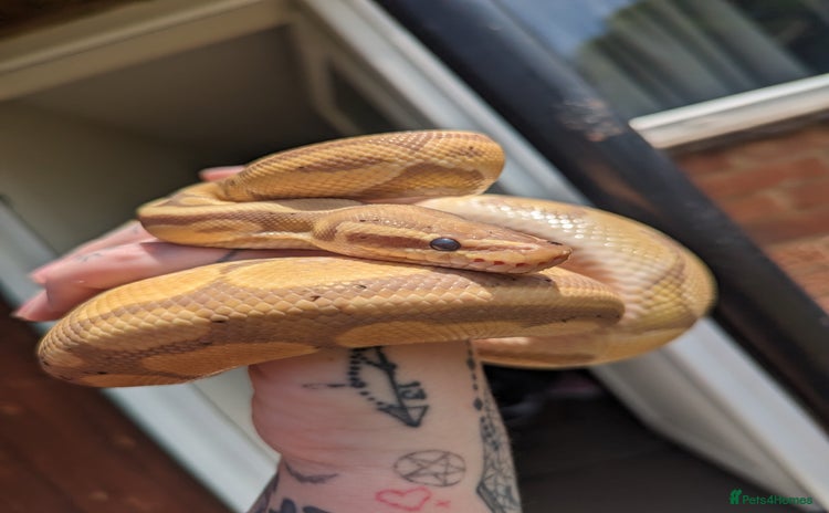 Python Snake reptiles - Advert 1