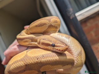 Python Snake reptiles - Advert 31