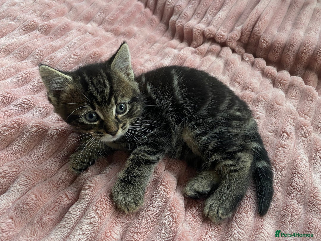 Mixed Breed cats for sale: Beautiful kitten male  - Advert 5