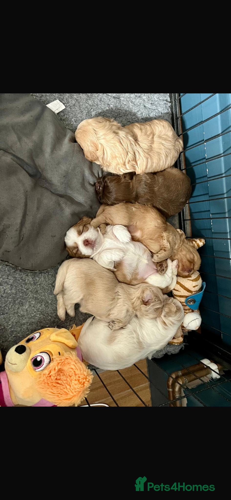 Shih Tzu dogs for sale: Gorgeous shitzu puppies in Lydney - Advert 4