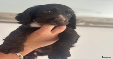Cocker Spaniel dogs - Advert 7