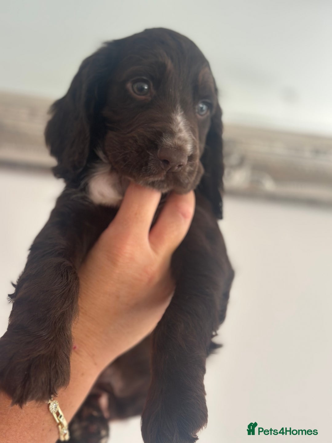 Cocker Spaniel dogs for sale: Cocker Spaniel Puppies perfect example ready now - Image 8