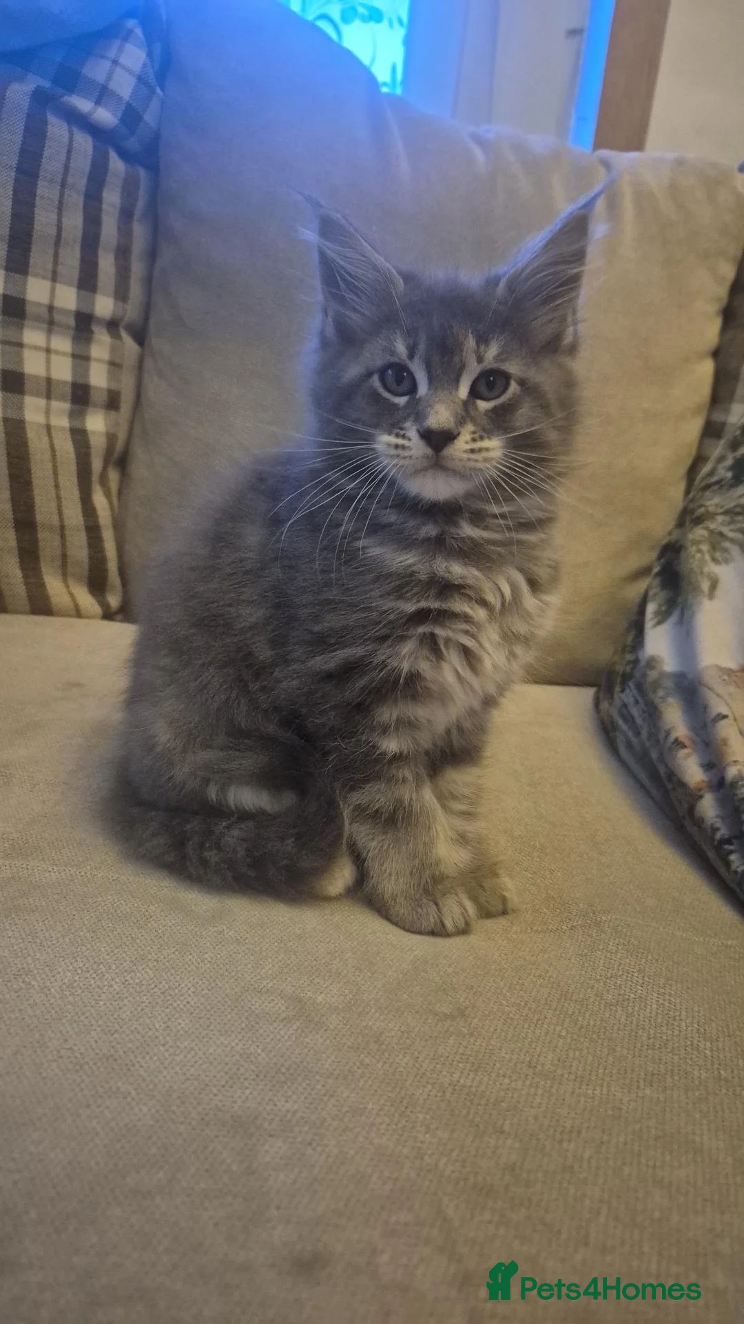 Maine Coon cats for sale:  HANDSOME MAINE COON BOY LOOKING FOR HIS HOME  - Advert 1